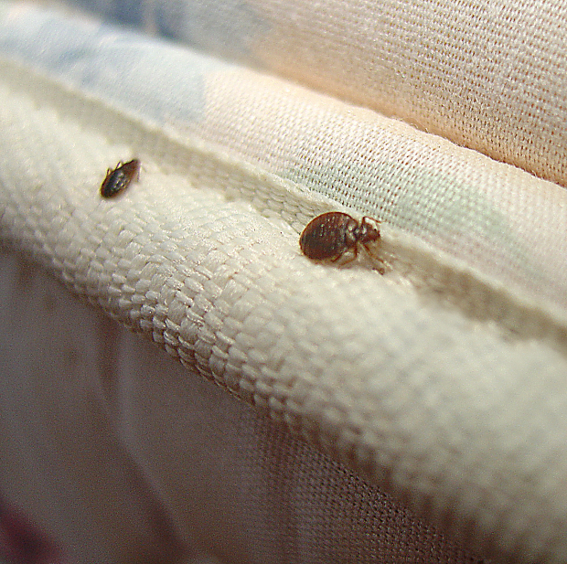 bed-bugs-crawling-on-mattress_1952x1944