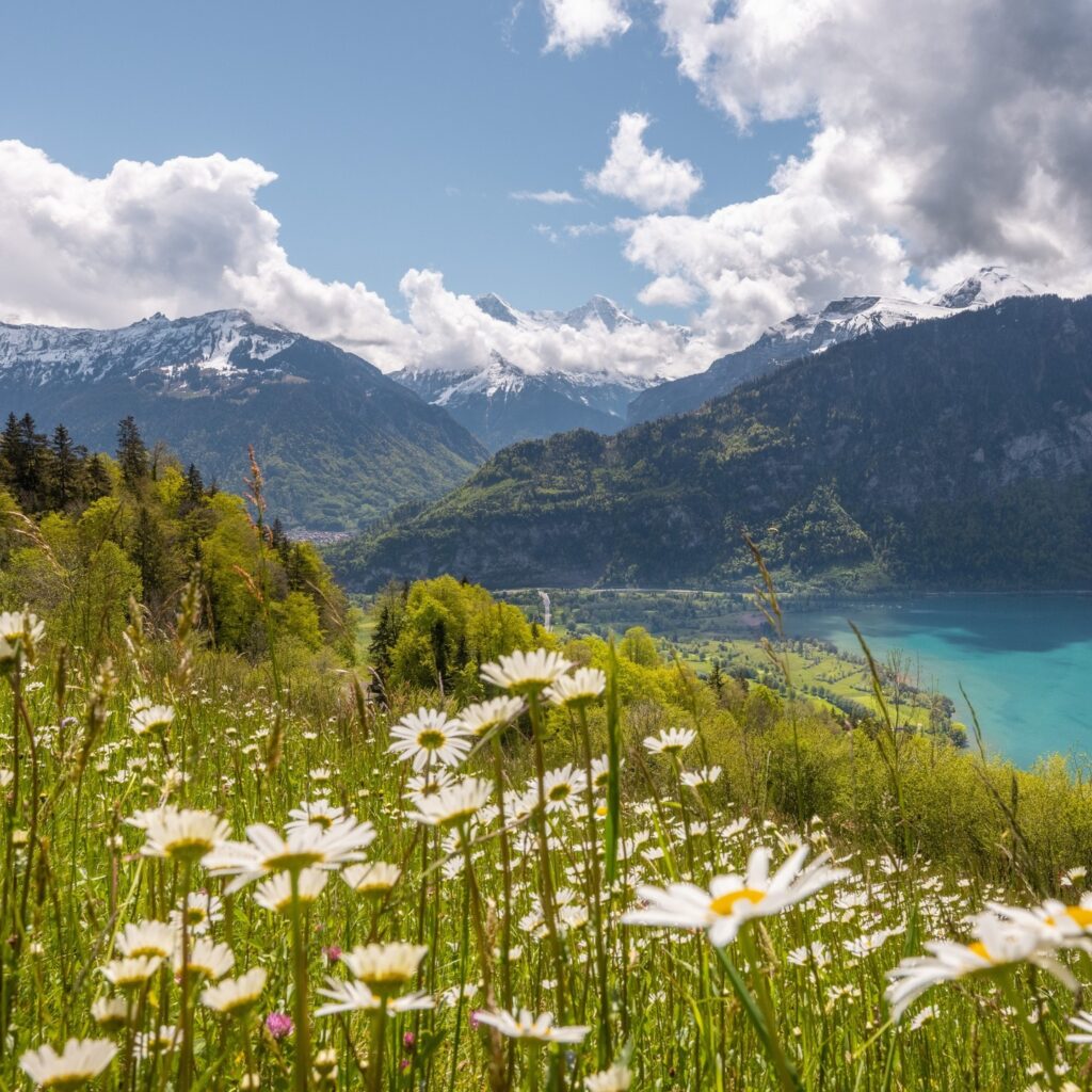 spring flowers interlaken